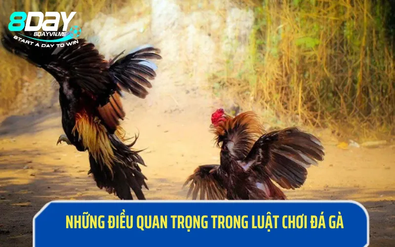 Những điều quan trọng trong luật chơi đá gà