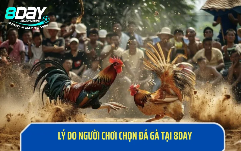 Lý do người chơi chọn đá gà  tại 8DAY