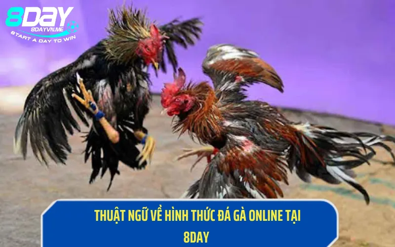 Thuật ngữ về hình thức đá gà online tại 8Day 