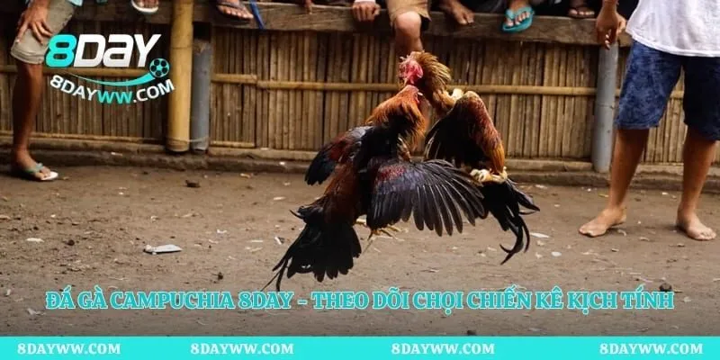 Đá Gà Campuchia 8day - Theo Dõi Chọi Chiến Kê Kịch Tính