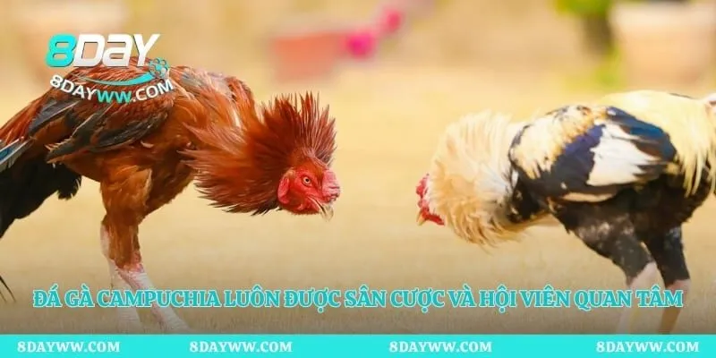 Đá gà campuchia luôn được sân cược và hội viên quan tâm