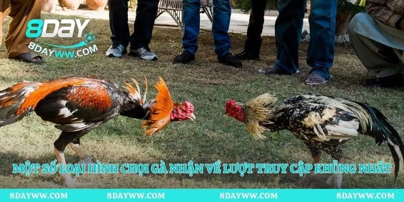 Một số loại hình chọi gà nhận về lượt truy cập khủng nhất