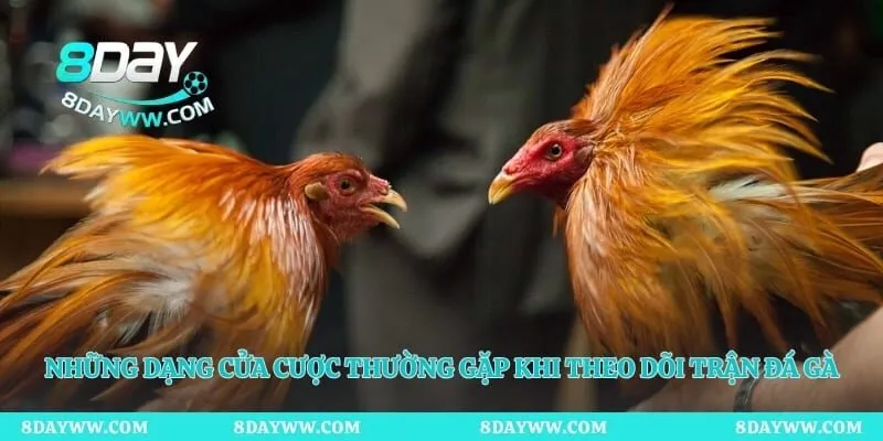 Những dạng cửa cược thường gặp khi theo dõi trận đá gà